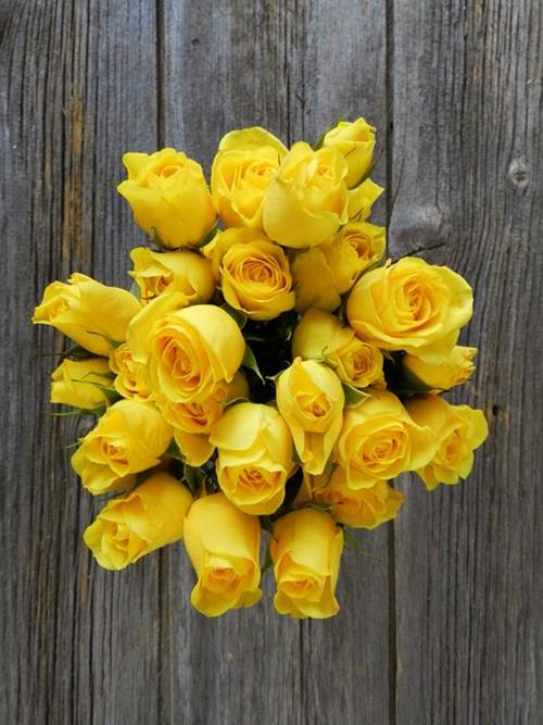 SUN CITY  YELLOW SPRAY ROSES